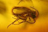 Eight Fossil Flies (Diptera) In Baltic Amber #207513-4